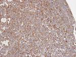 COX1 Antibody in Immunohistochemistry (Paraffin) (IHC (P))