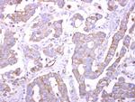 Bif1 Antibody in Immunohistochemistry (Paraffin) (IHC (P))