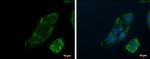 PCK2 Antibody in Immunocytochemistry (ICC/IF)