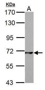 PCK2 Antibody in Western Blot (WB)