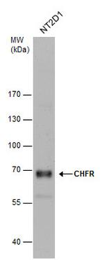 CHFR Antibody in Western Blot (WB)