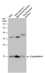 Cyclophilin A Antibody in Western Blot (WB)