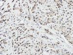 DUSP10 Antibody in Immunohistochemistry (Paraffin) (IHC (P))