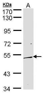 DUSP10 Antibody in Western Blot (WB)