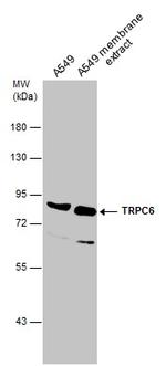 TRPC6 Antibody in Western Blot (WB)