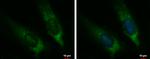 CYP7B1 Antibody in Immunocytochemistry (ICC/IF)