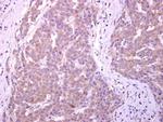 CYP7B1 Antibody in Immunohistochemistry (Paraffin) (IHC (P))