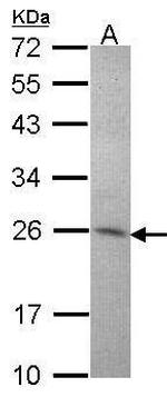 Amisyn Antibody in Western Blot (WB)