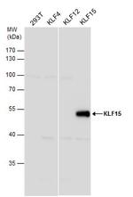 KLF15 Antibody in Western Blot (WB)