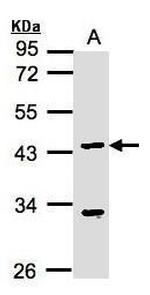 KLF15 Antibody in Western Blot (WB)