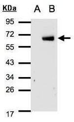 IRF6 Antibody in Western Blot (WB)