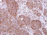 FBXL2 Antibody in Immunohistochemistry (Paraffin) (IHC (P))