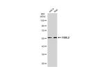 FBXL2 Antibody in Western Blot (WB)