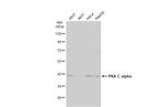 PKA alpha Antibody in Western Blot (WB)