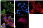 PKA alpha Antibody in Immunocytochemistry (ICC/IF)