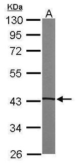 PKA alpha Antibody in Western Blot (WB)