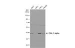 PKA alpha Antibody in Western Blot (WB)