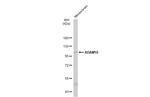 ADAM10 Antibody in Western Blot (WB)