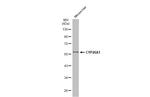 CYP26A1 Antibody in Western Blot (WB)