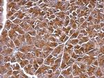 BPNT1 Antibody in Immunohistochemistry (Paraffin) (IHC (P))