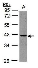 BPNT1 Antibody in Western Blot (WB)