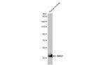 alpha Dystroglycan Antibody in Western Blot (WB)