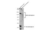 alpha Dystroglycan Antibody in Western Blot (WB)