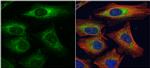 alpha Dystroglycan Antibody in Immunocytochemistry (ICC/IF)