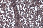 alpha Dystroglycan Antibody in Immunohistochemistry (Paraffin) (IHC (P))