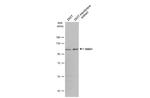 alpha Dystroglycan Antibody in Western Blot (WB)