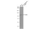 alpha Dystroglycan Antibody in Western Blot (WB)