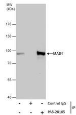 MAD1 Antibody in Immunoprecipitation (IP)