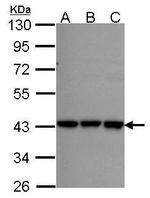 RFC2 Antibody in Western Blot (WB)