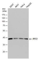 RFC2 Antibody in Western Blot (WB)