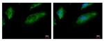 CALCOCO1 Antibody in Immunocytochemistry (ICC/IF)