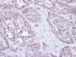 NR2C2 Antibody in Immunohistochemistry (Paraffin) (IHC (P))