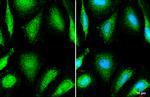 OGDH Antibody in Immunocytochemistry (ICC/IF)