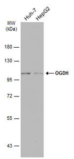 OGDH Antibody in Western Blot (WB)