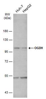 OGDH Antibody in Western Blot (WB)