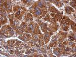 POLRMT Antibody in Immunohistochemistry (Paraffin) (IHC (P))