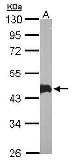 MAPKAPK3 Antibody in Western Blot (WB)