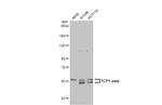 TCP-1 zeta Antibody in Western Blot (WB)