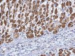 ETFA Antibody in Immunohistochemistry (Paraffin) (IHC (P))