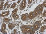 ETFA Antibody in Immunohistochemistry (Paraffin) (IHC (P))