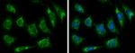 HADH Antibody in Immunocytochemistry (ICC/IF)