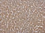 HADH Antibody in Immunohistochemistry (Paraffin) (IHC (P))