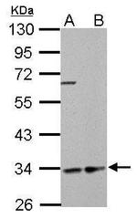 HADH Antibody in Western Blot (WB)