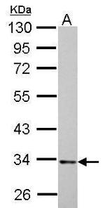 HADH Antibody in Western Blot (WB)