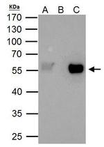 TAF7 Antibody in Immunoprecipitation (IP)