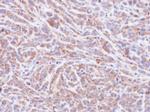 PP1 alpha Antibody in Immunohistochemistry (Paraffin) (IHC (P))